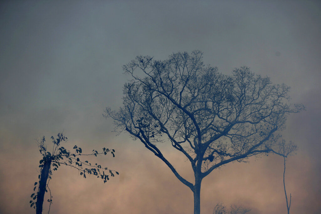 Brazil Amazon Fires